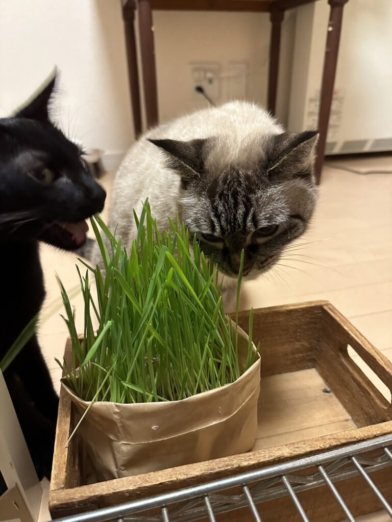 私が飼育している猫の小梅と梵です。
猫草を食べてます。