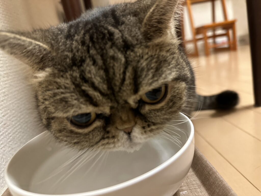 私が飼育している猫のみかんです。
水を飲んでいます。