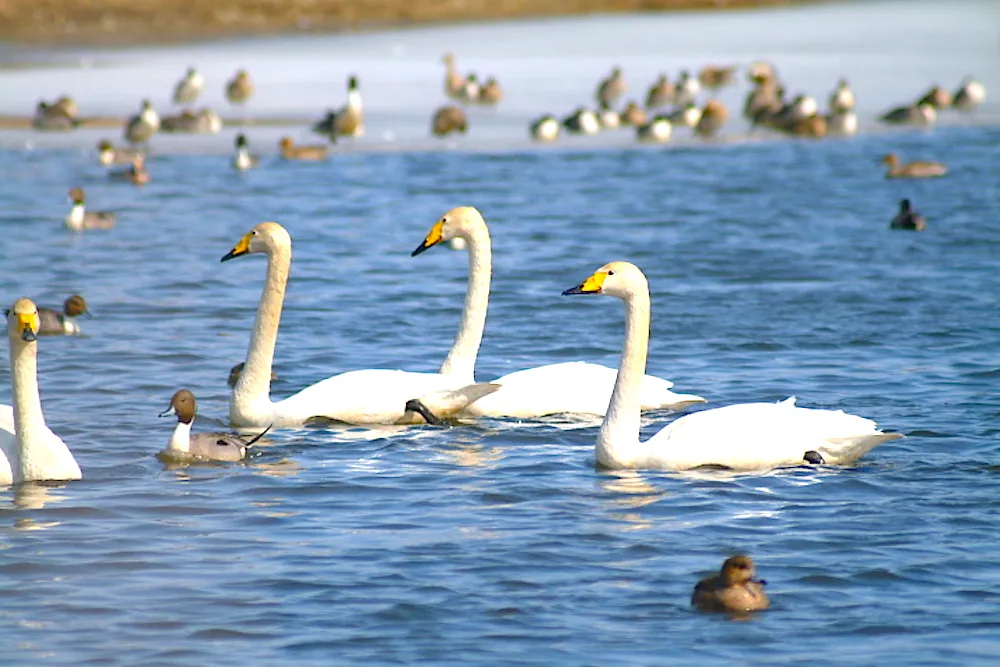 ウトナイ湖の冬景色です。
多くの渡り鳥が飛来して賑やかです。