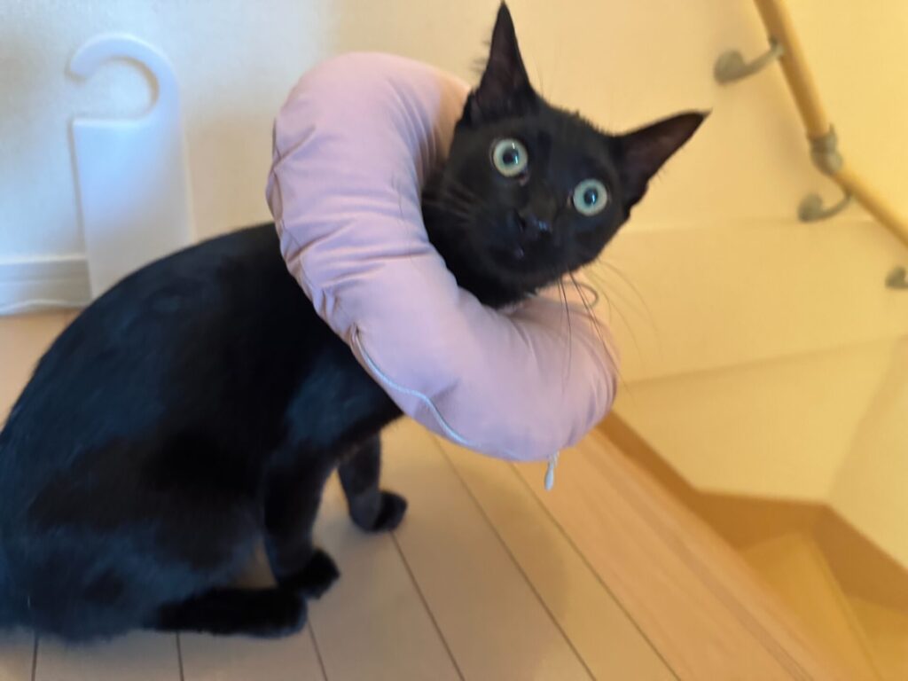 私が飼育している猫の梵です。
退院したのでエリザベスカラーを着けてます。