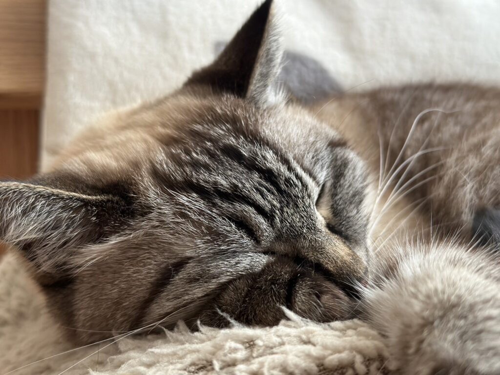 私が飼育している猫の小梅です。
最高の寝顔です。