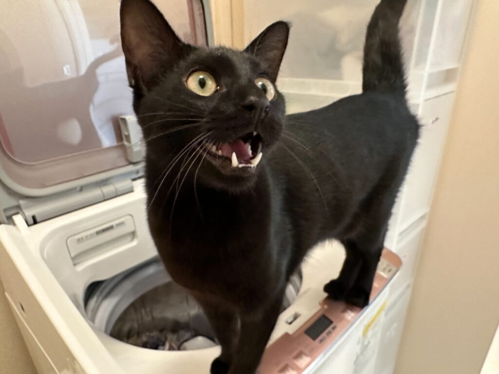 私が飼育している猫の梵です。
洗濯機に登り満足気です。