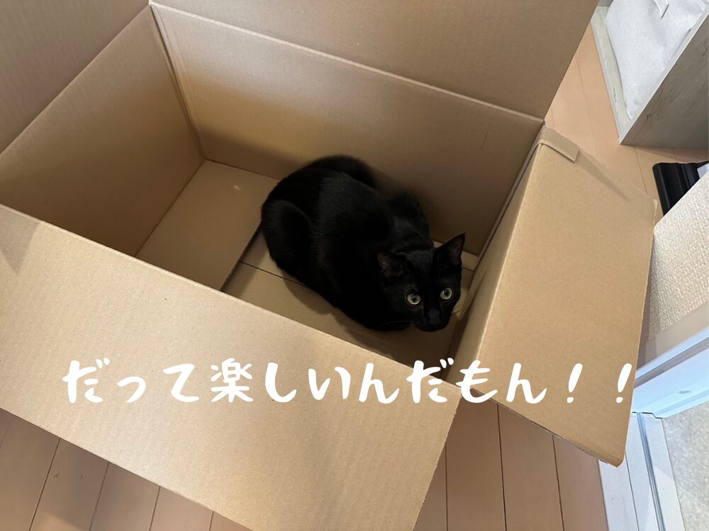 私が飼育している猫の梵です。
引越しのダンボール箱に入っています。