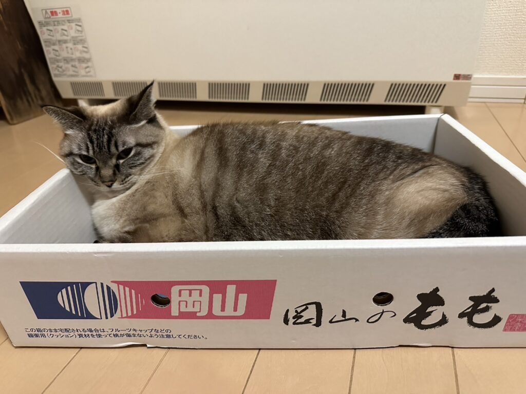 私が飼育している猫の小梅です。
みかんのお気に入りの箱を占拠してます。