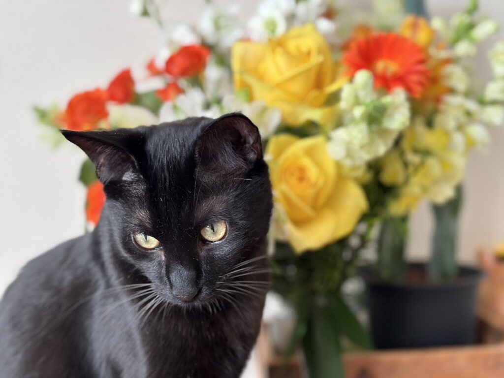 私が飼育している猫の梵です。
お花との相性は最高です。