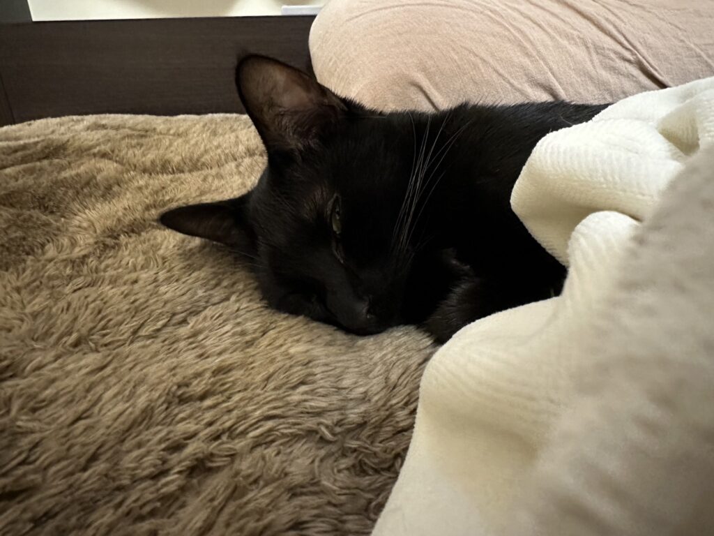 私が飼育している猫の梵です。
人間みたいな寝方です。