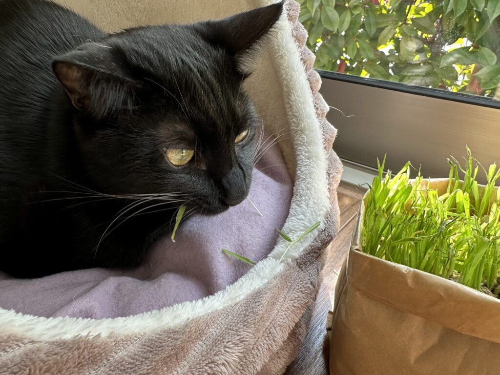 私が飼育している猫の梵です。
ベッドに入ったまま猫草を食べてます。