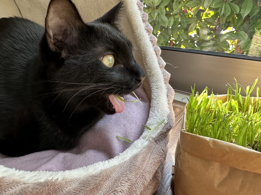 私が飼育している猫の梵です。
ベッドに入ったまま猫草を食べてます。