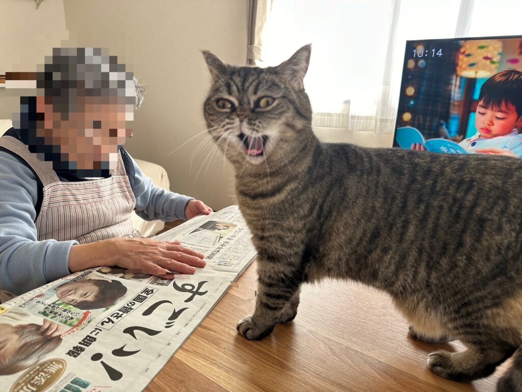 私が飼育している猫のみかんです。
新聞を読んでびっくりしてます。