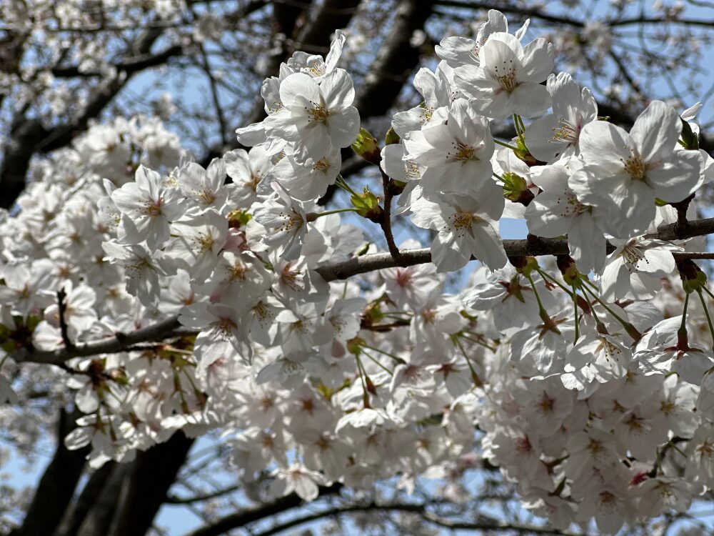 倉敷の桜です。