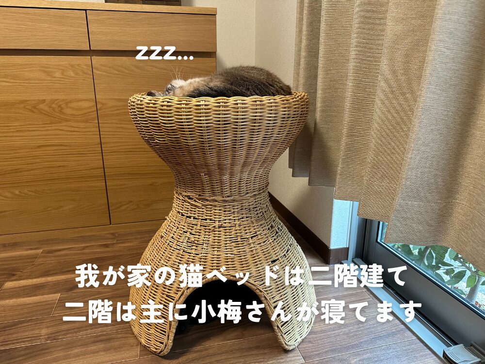 梵くんの準備運動