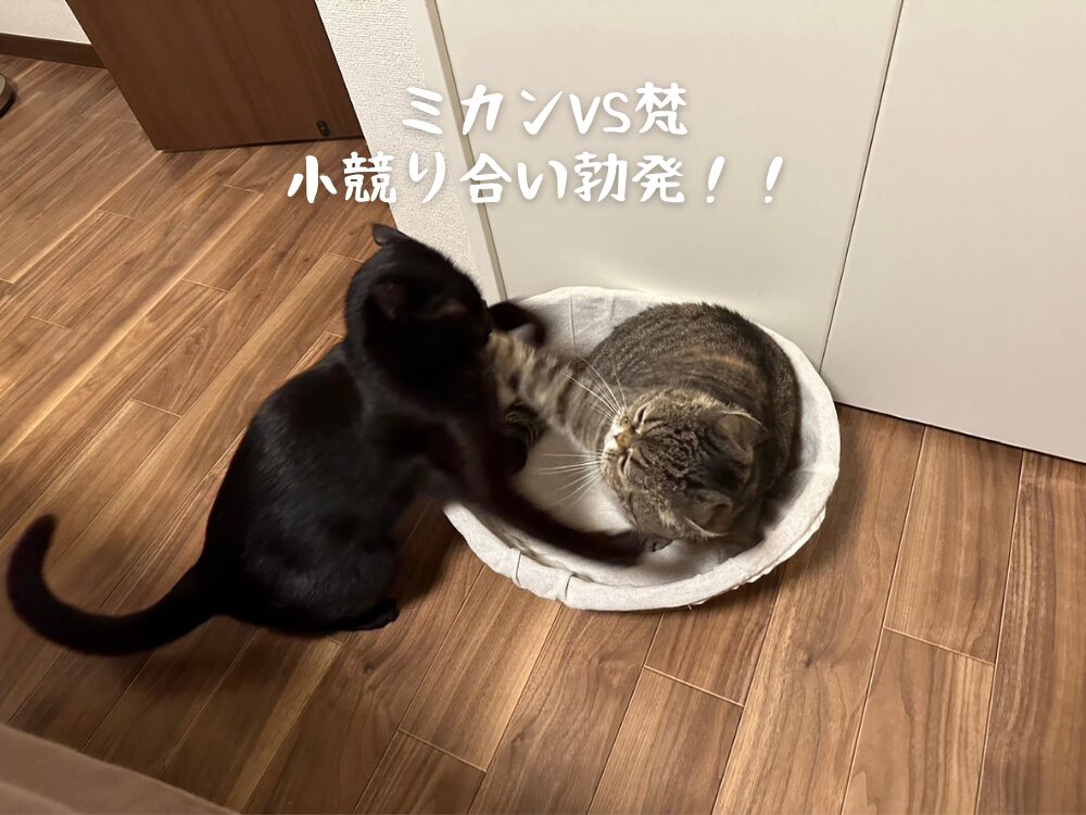 ミカンVS梵