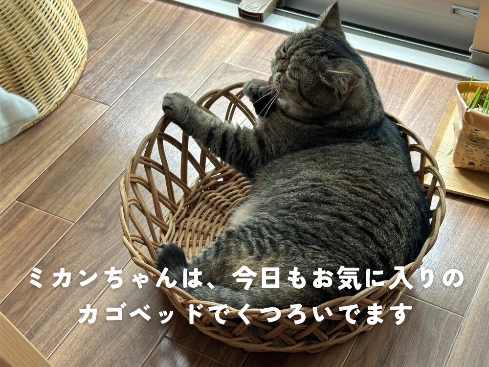 お気に入りのカゴベッドで・・・