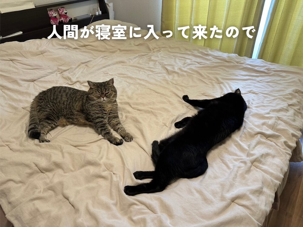 猫って本当に自由ですね・・・