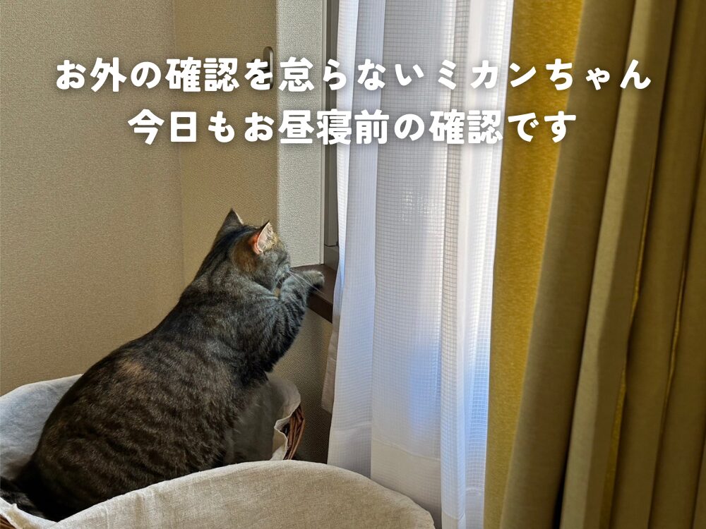 お外の確認を怠らないミカンちゃん