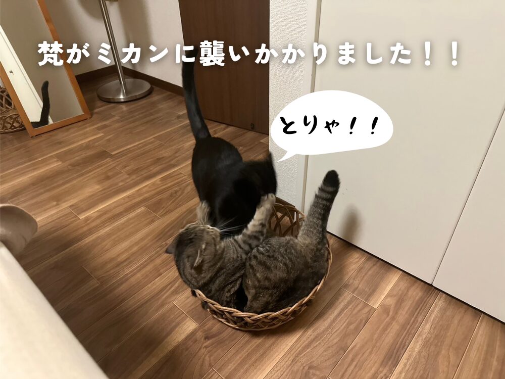 ミカンちゃんの勝利！！