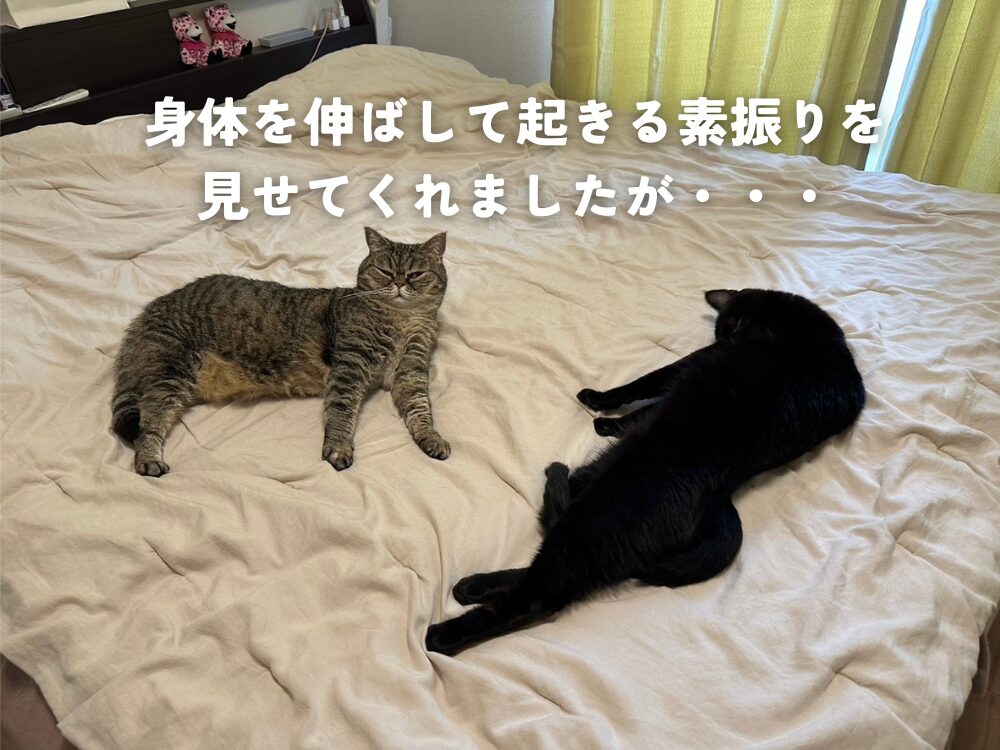 猫って本当に自由ですね・・・