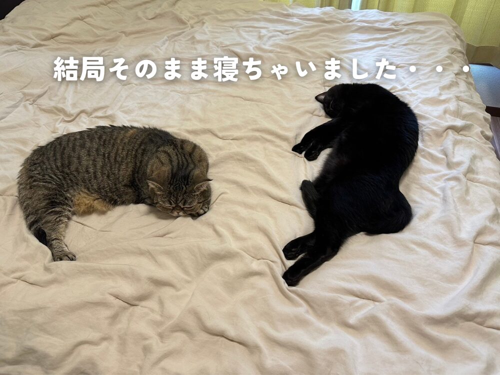 猫って本当に自由ですね・・・