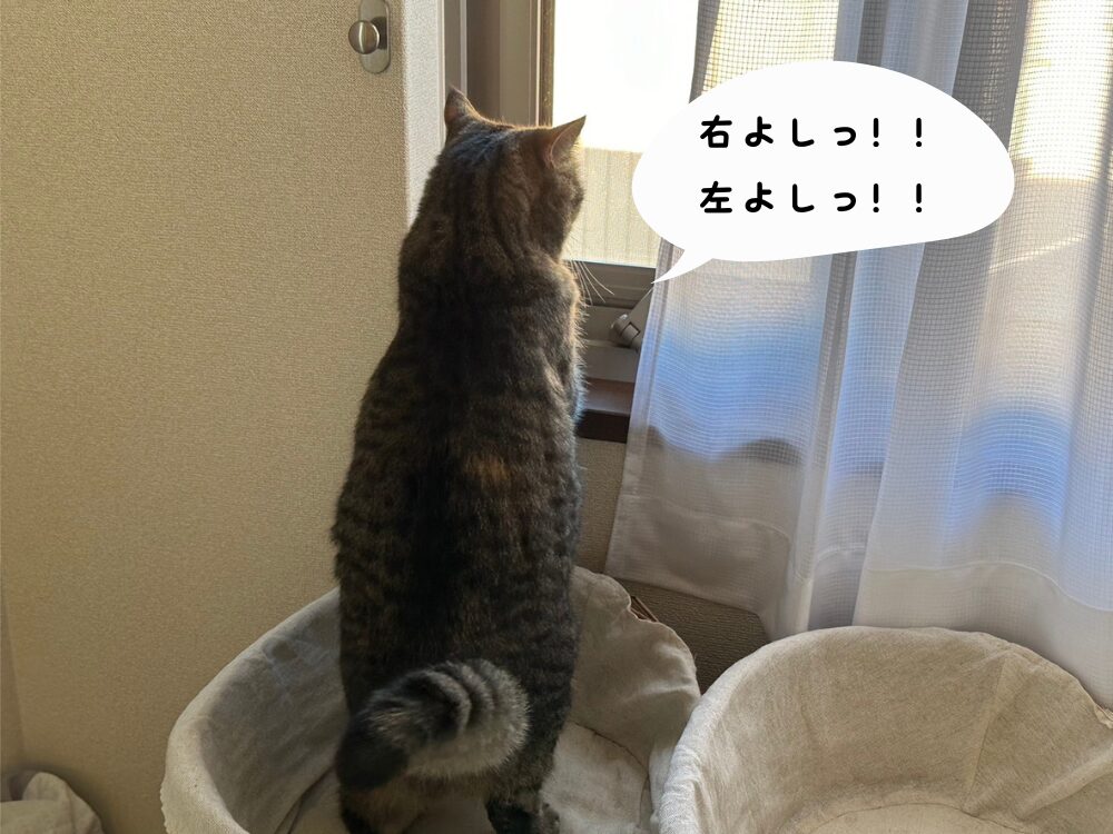 お外の確認を怠らないミカンちゃん