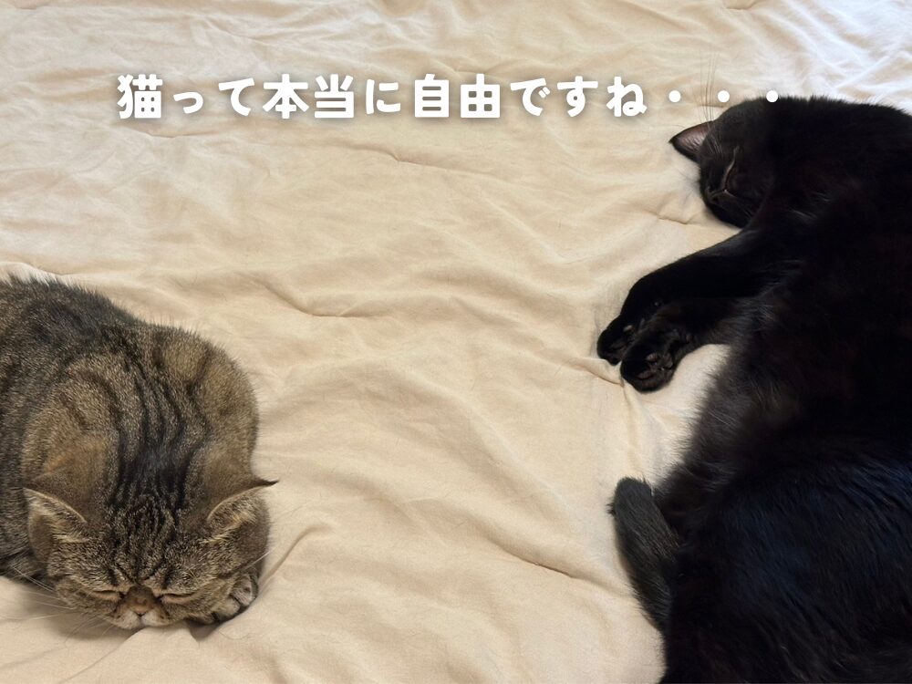 猫って本当に自由ですね・・・