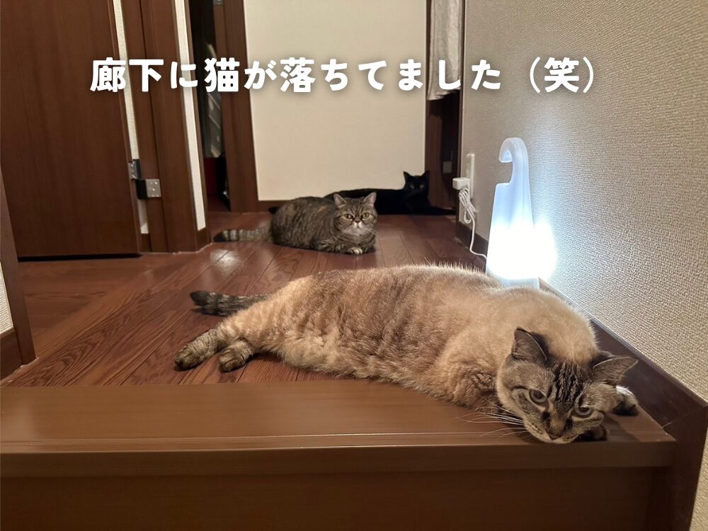 廊下に猫が・・・