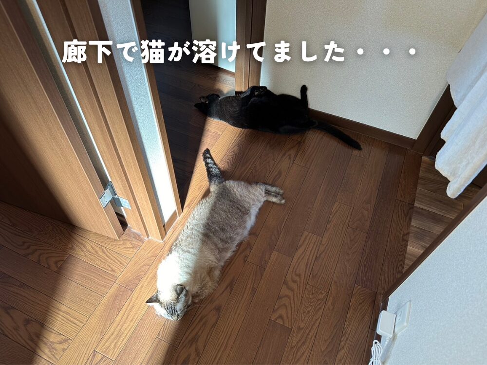 廊下で猫が・・・