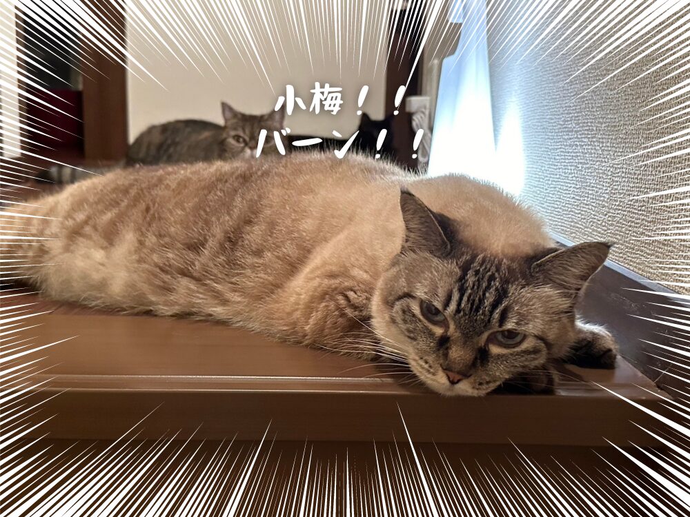 廊下に猫が・・・