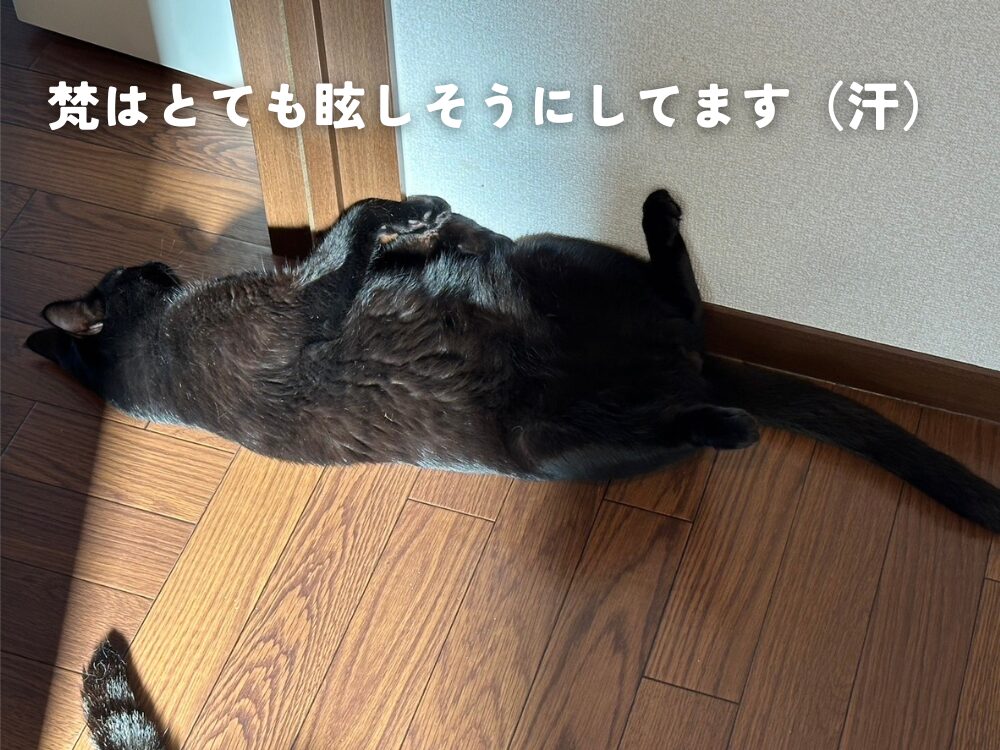 廊下で猫が・・・