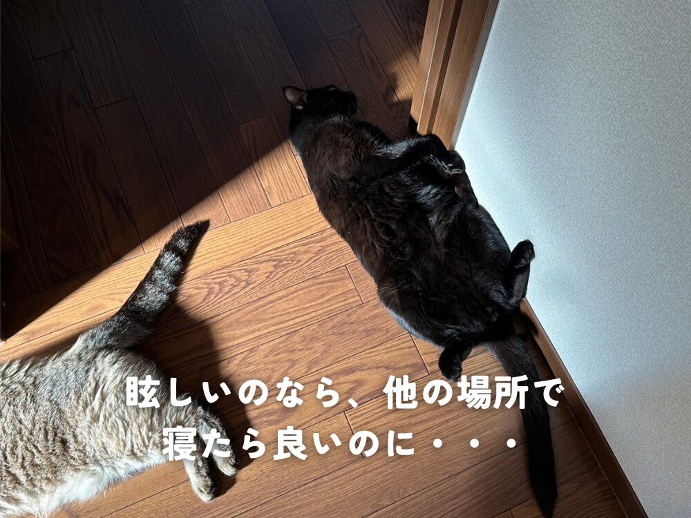 廊下で猫が・・・