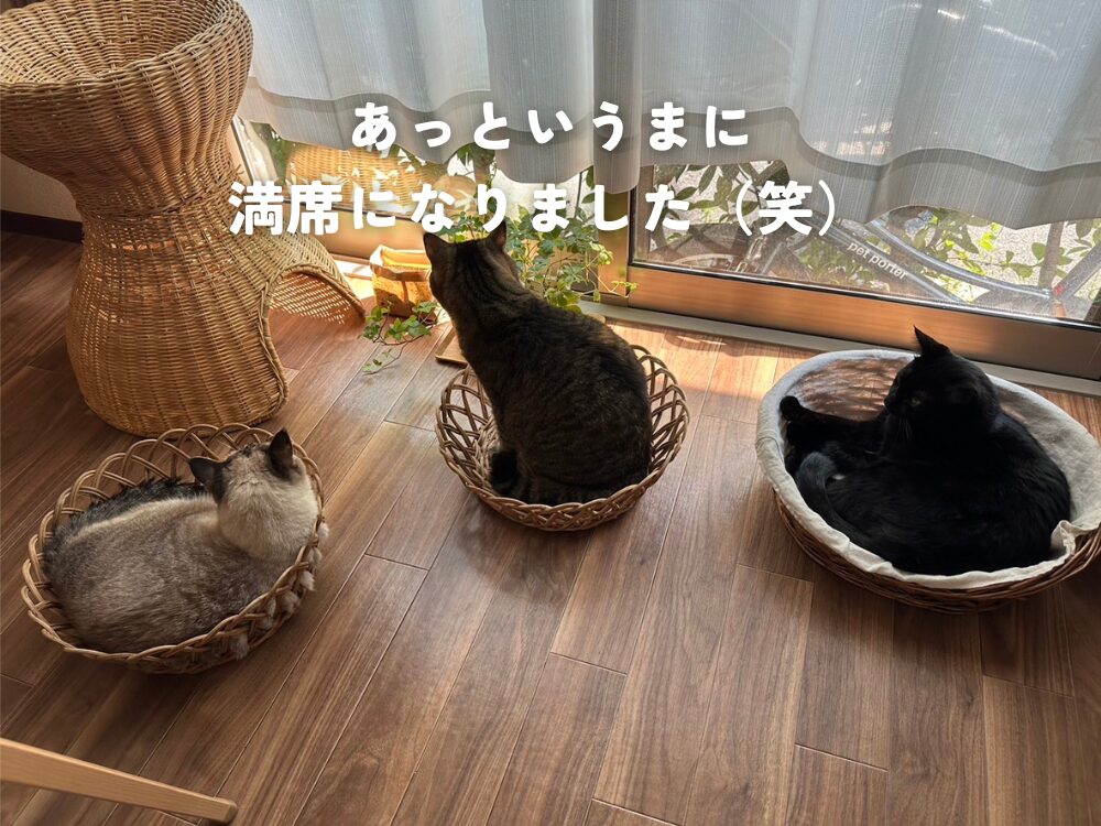 カゴベッドが満席になりました