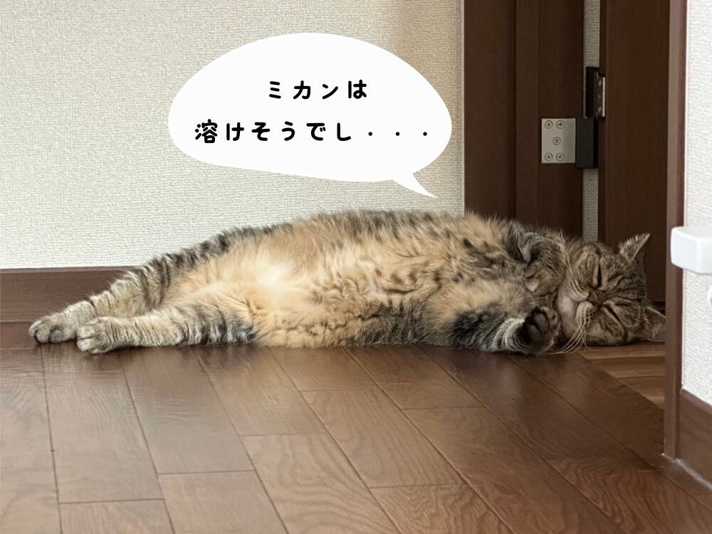 溶けたミカンちゃん・・・