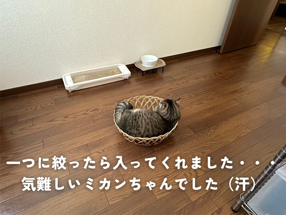 数ではないのね・・・