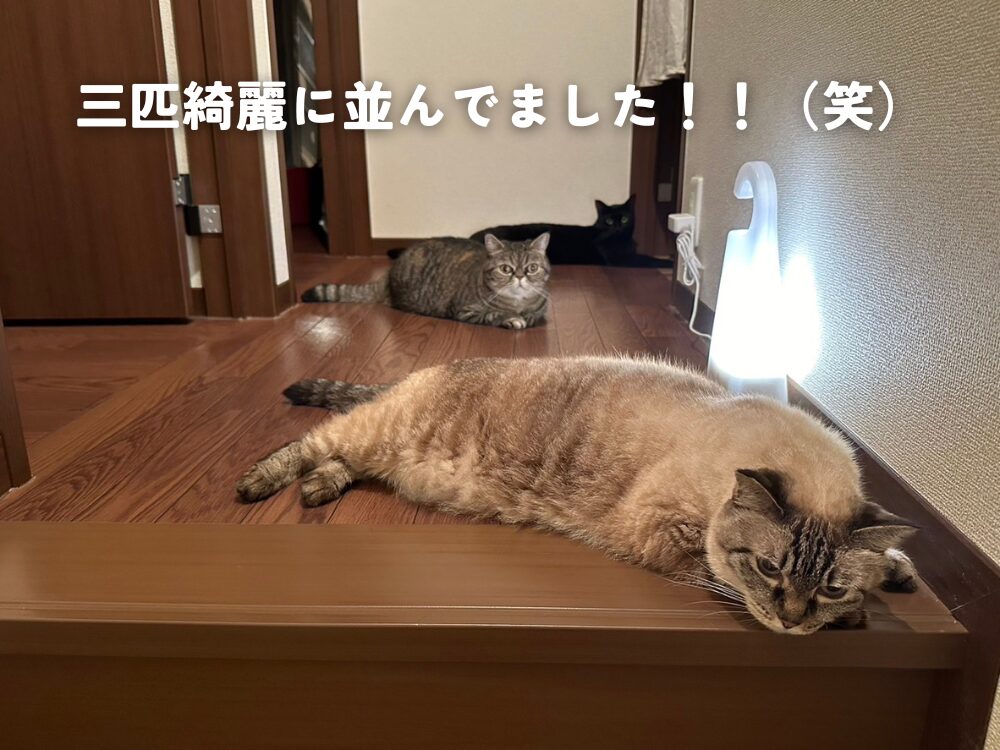 廊下に猫が・・・