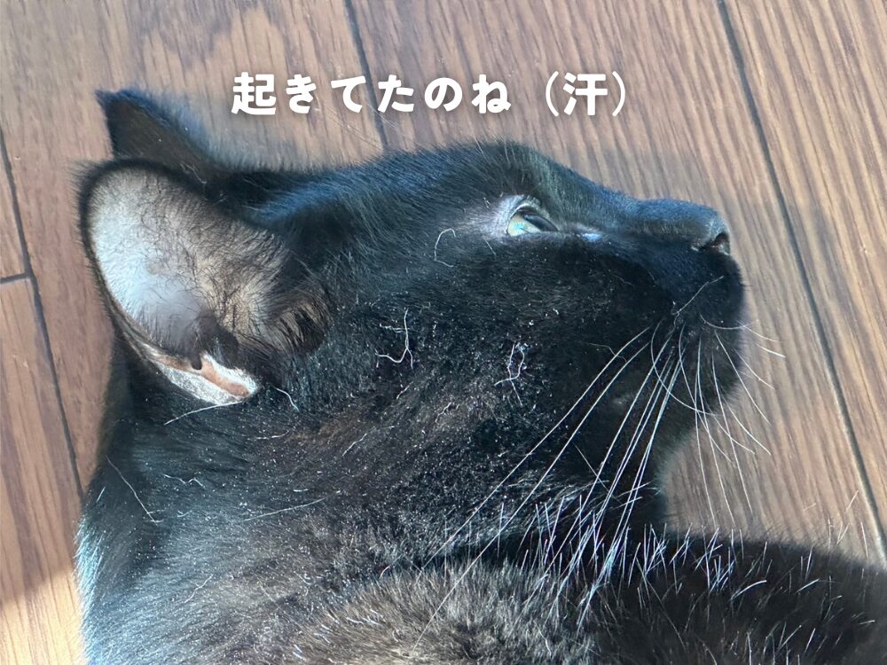 廊下で猫が・・・