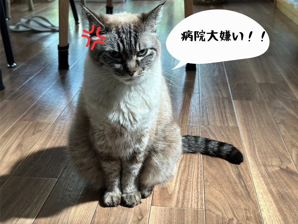 我が家の愛猫、小梅の画像です