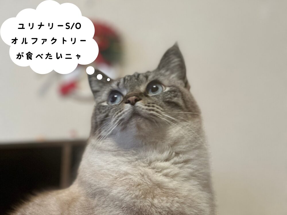 我が家の愛猫、小梅の画像です