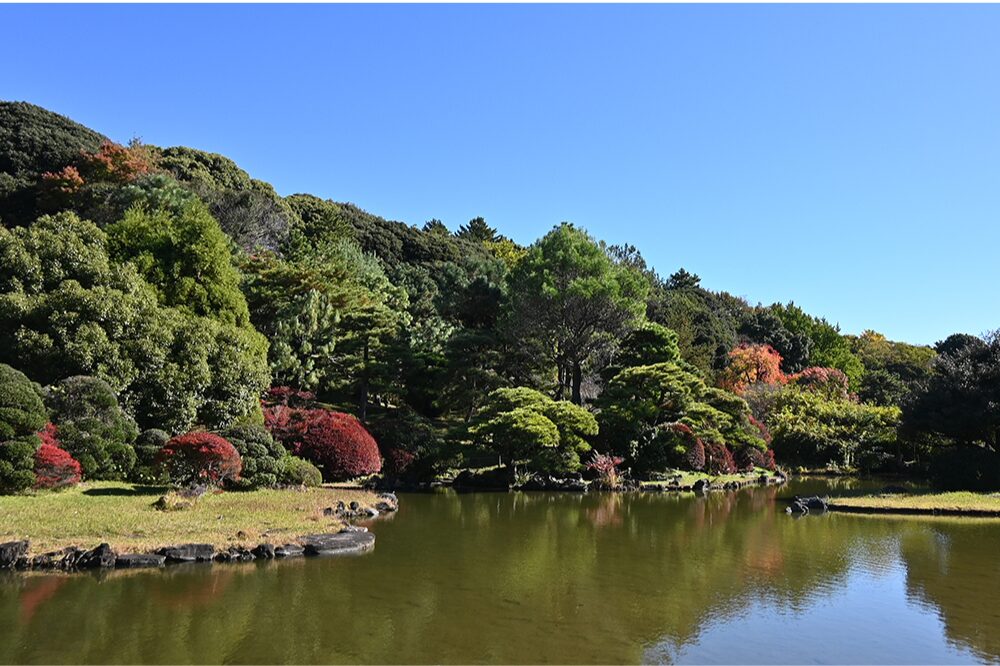 小石川植物園の画像です