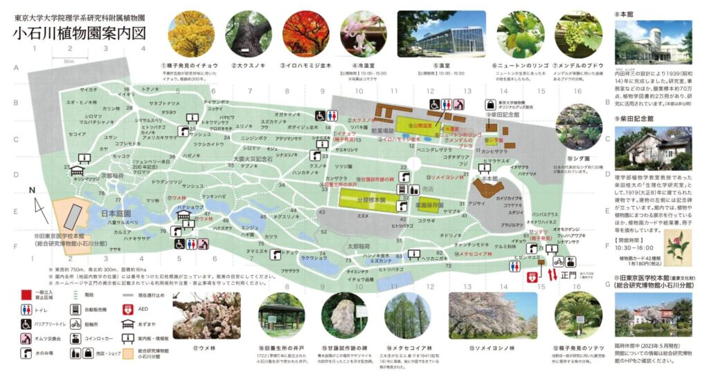 小石川植物園の画像です