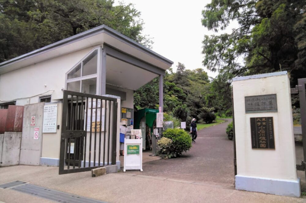 小石川植物園の画像です