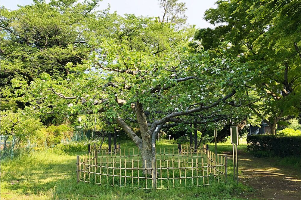 小石川植物園の画像です