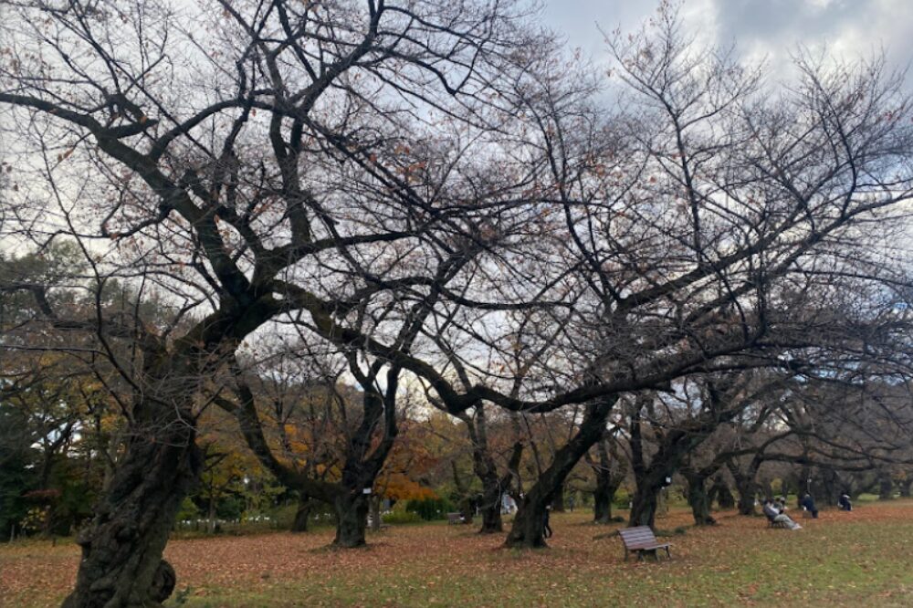 小石川植物園の画像です