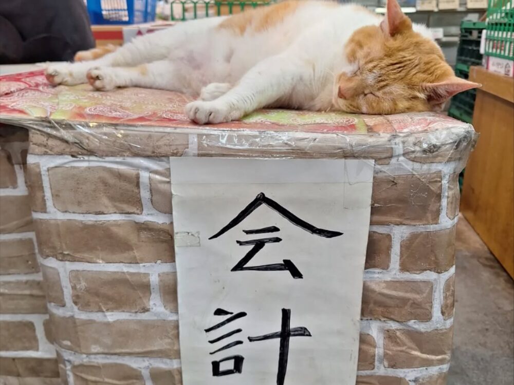 看板猫「めいちゃん」の画像です
