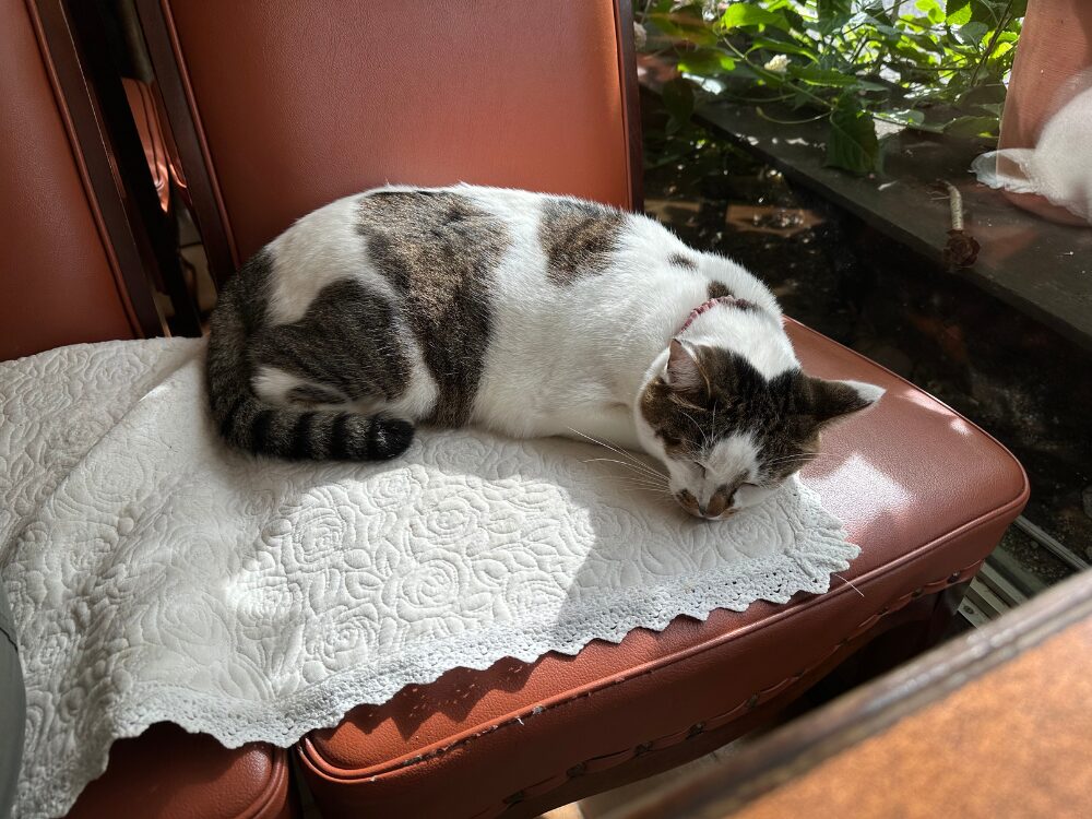 看板猫「マヤちゃん」の画像です