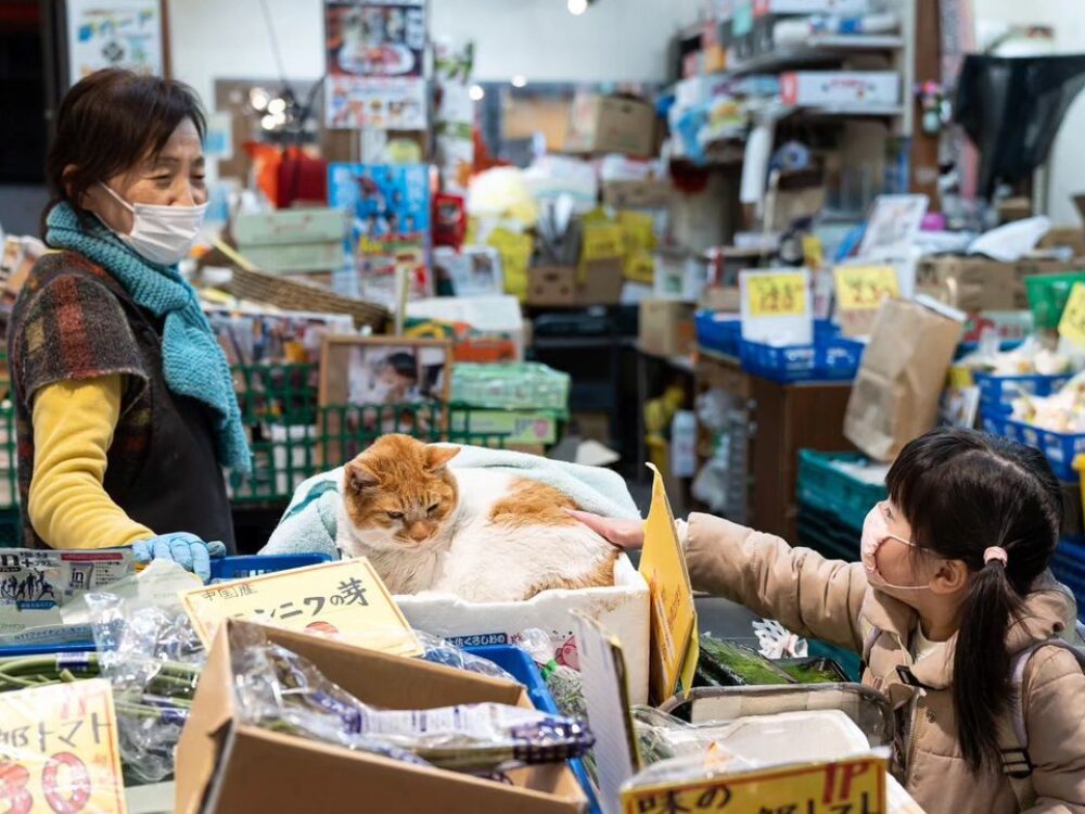 看板猫「めいちゃん」の画像です