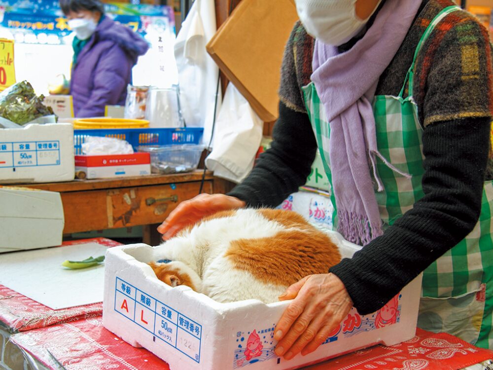 看板猫「めいちゃん」の画像です