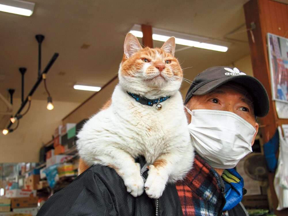 看板猫「めいちゃん」の画像です