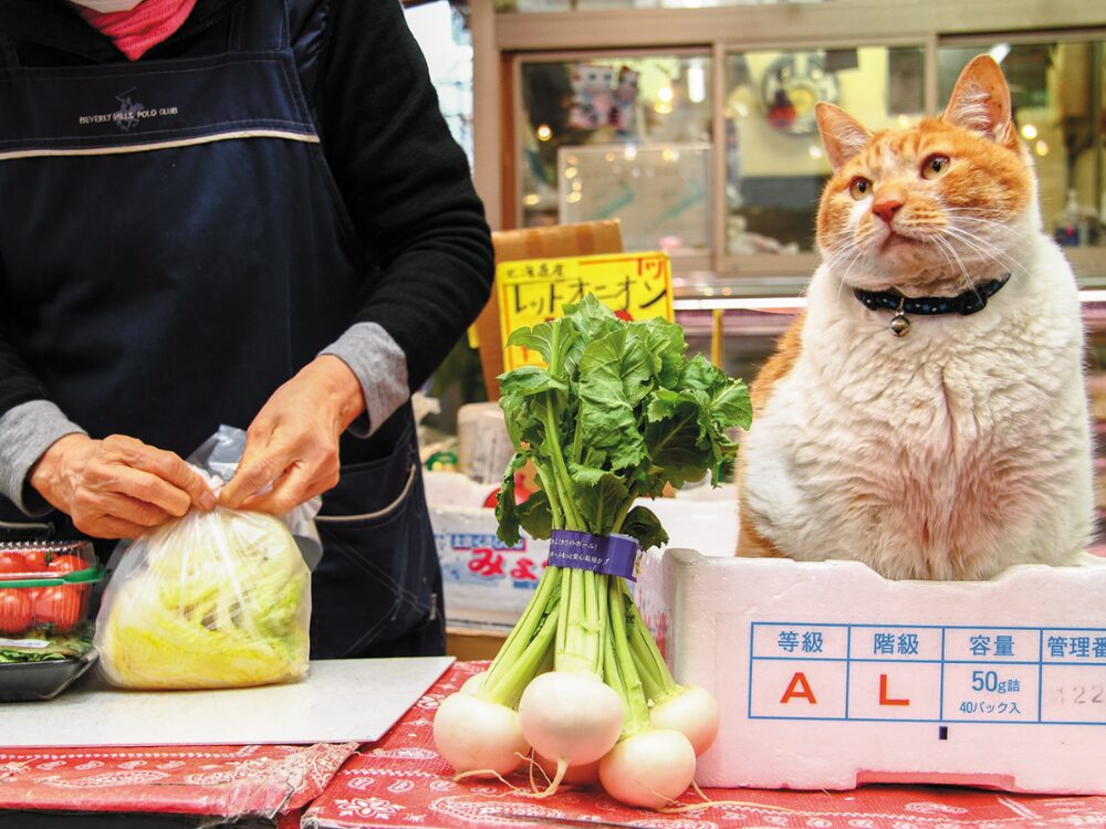 看板猫「めいちゃん」の画像です