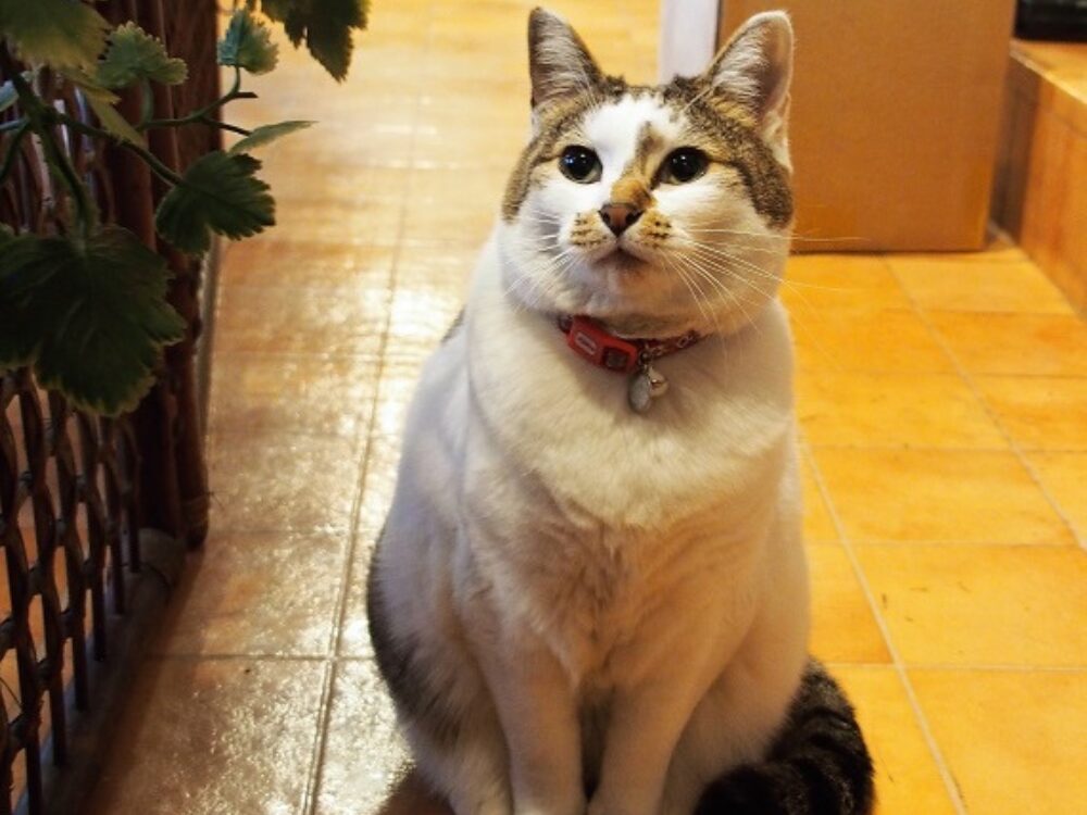 看板猫「マヤちゃん」の画像です
