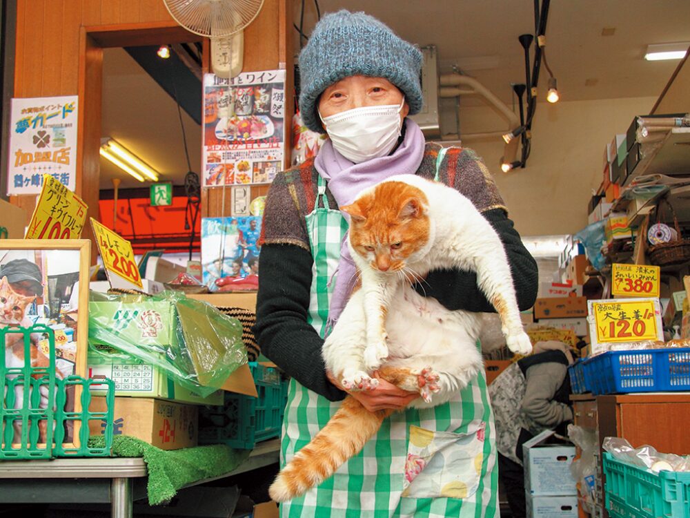 看板猫「めいちゃん」の画像です