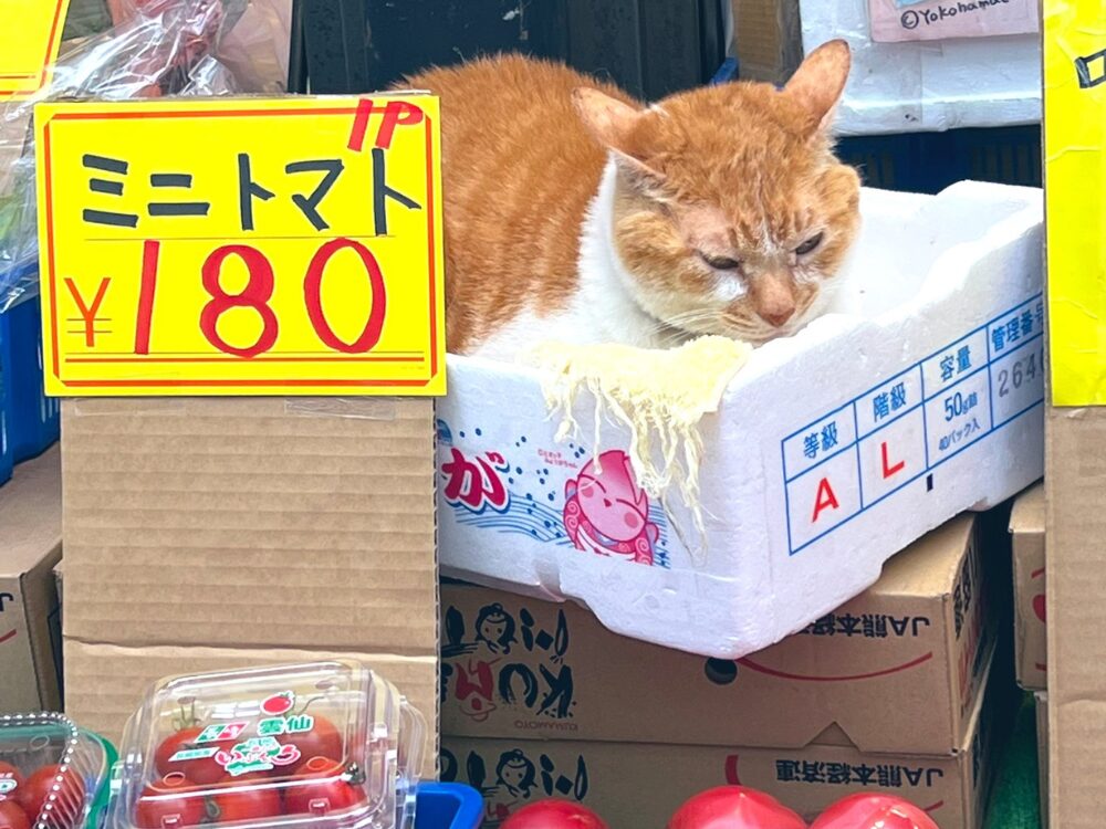 看板猫「めいちゃん」の画像です